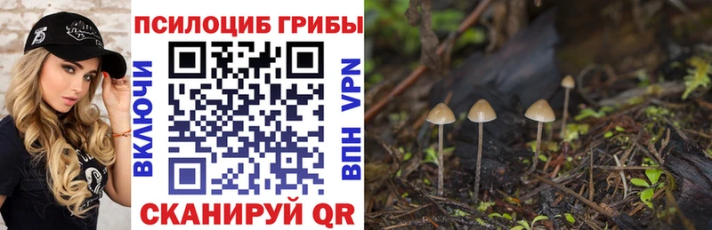 Купить  Лакинск  Псилоцибиновые грибы Psilocybe 